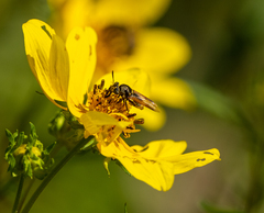 Hoplitimyia mutabilis