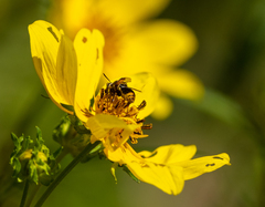 Hoplitimyia mutabilis