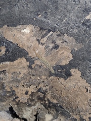 Gonatodes albogularis fuscus