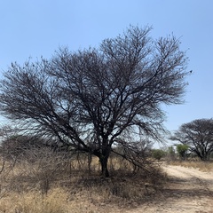 Acacia luederitzii image