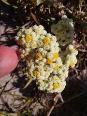 Helichrysum crispum