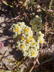 Helichrysum crispum