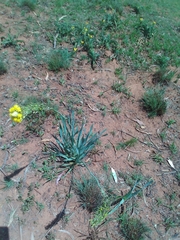 Bulbine narcissifolia