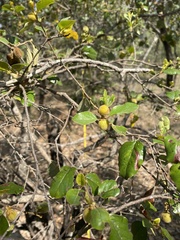 Petalostigma banksii