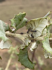 Crematogaster auberti