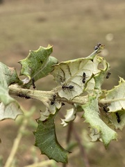 Crematogaster auberti