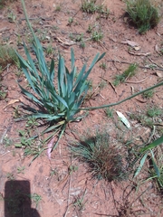 Bulbine narcissifolia