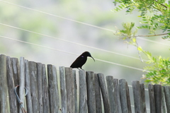 Chalcomitra amethystina