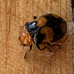 Sonchia sternalis