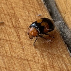 Sonchia sternalis