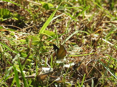 Heliophorus epicles