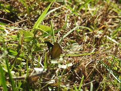 Heliophorus epicles