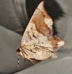 Polyacme dissimilis