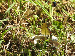 Heliophorus epicles
