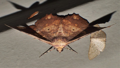 Polyacme dissimilis