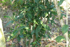 Elaeodendron croceum