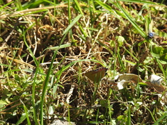 Heliophorus epicles
