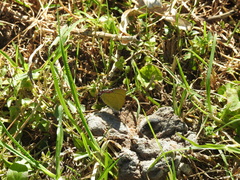 Heliophorus epicles