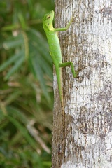 Bronchocela cristatella
