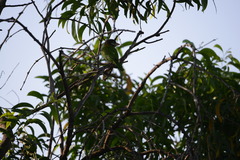 Psilopogon viridis