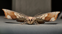 Polyacme dissimilis