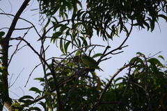 Psilopogon viridis