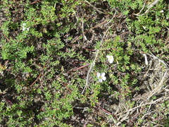 Frankenia pauciflora