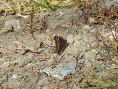Aglais caschmirensis