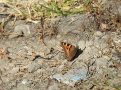 Aglais caschmirensis
