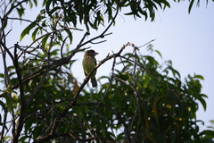 Psilopogon viridis
