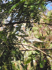 Emberiza
