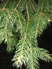 Picea abies