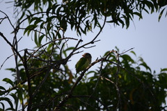 Psilopogon viridis