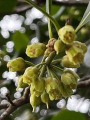 Planchonella australis