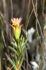 Lampranthus bicolor