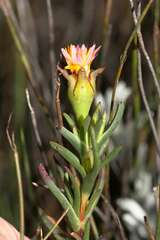 Lampranthus bicolor