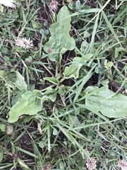 Plantago