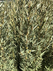 Grubbia tomentosa