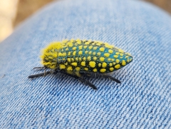 Julodis fascicularis