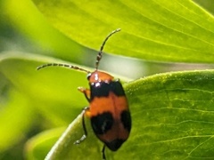 Aulacophora hilaris