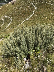 Grubbia tomentosa