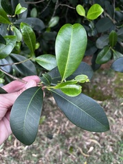 Planchonella australis