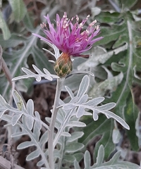 Centaurea gymnocarpa