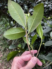 Planchonella australis