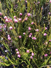 Erica spumosa