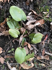Echinodorus cordifolius