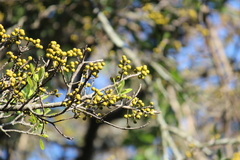 Ficus natalensis