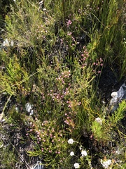 Erica spumosa