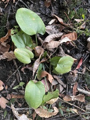 Echinodorus cordifolius