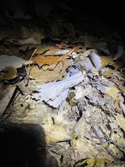 Tolypocladium capitatum